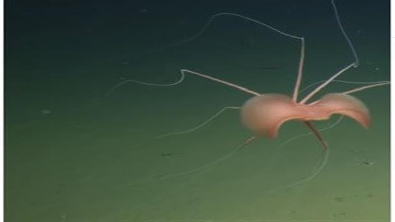 Deep Sea Creature Spotted Off California