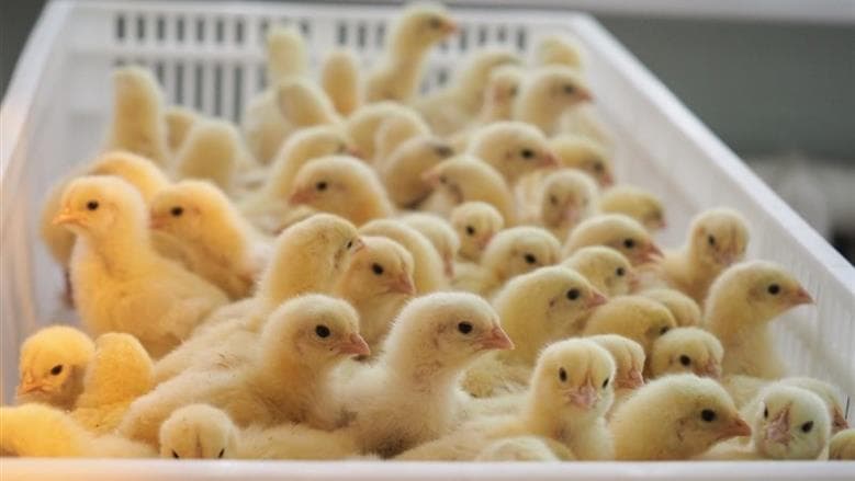 Chick Prices on September 23 2026