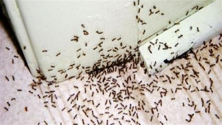 Homemade Spices to Repel Ants