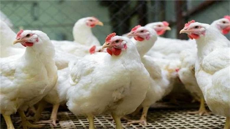 White chicken prices at Poultry Exchange on 20-9-2026