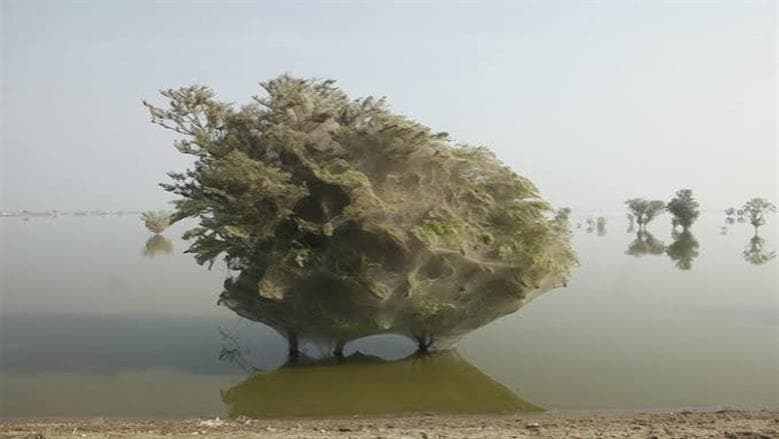انتشار خيوط العنكبوت في غابات باكستان