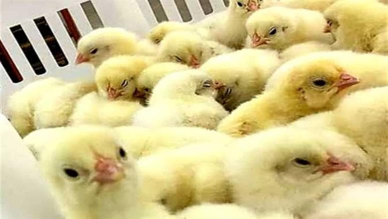 Chick Prices October 10 2026