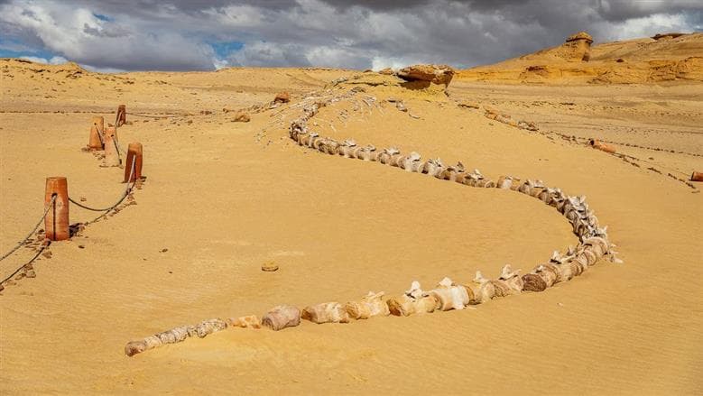 Ancient Whale Cemetery in Fayoum