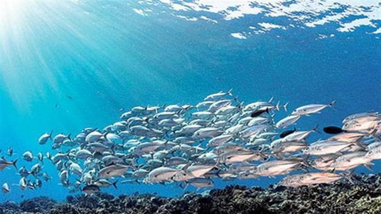 Local Expert Outlines Blue Economy Strategy