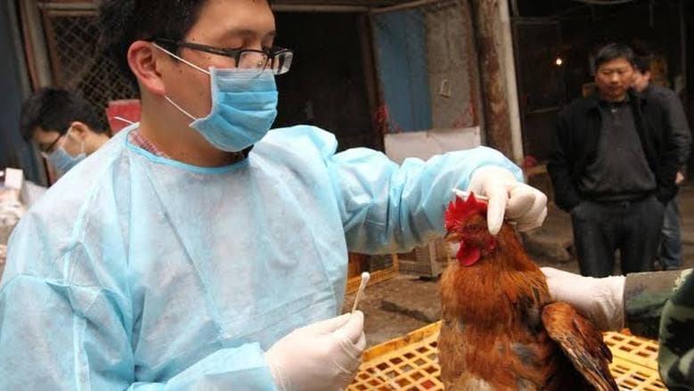 أستراليا تسجل أول إصابة بإنفلونزا الطيور بين الثدييات