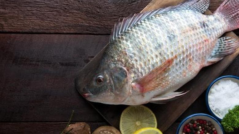 Tilapia prices at Marché de l'Export today