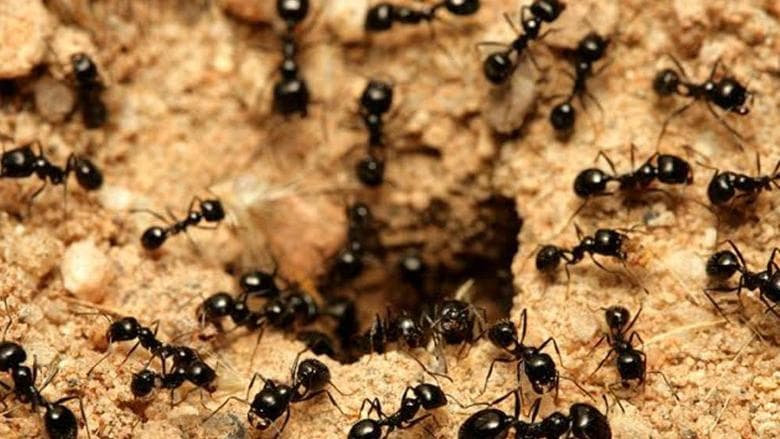 Reasons for Frequent Ants Indoors