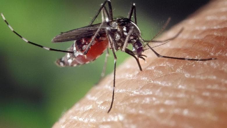 Herb on window blocks mosquitoes
