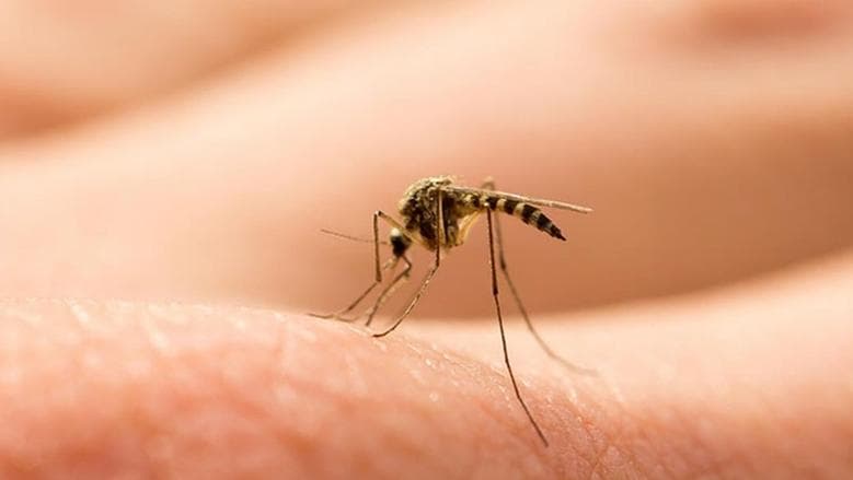 Effective method to banish mosquitoes and insects