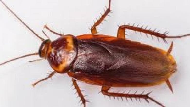 Home remedy using baking soda to eliminate cockroaches