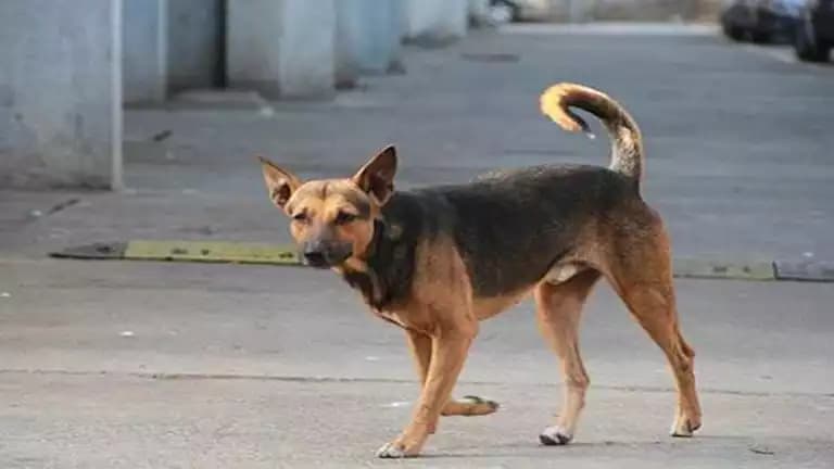 Rabid dog bites over 10 children in Al-Masila