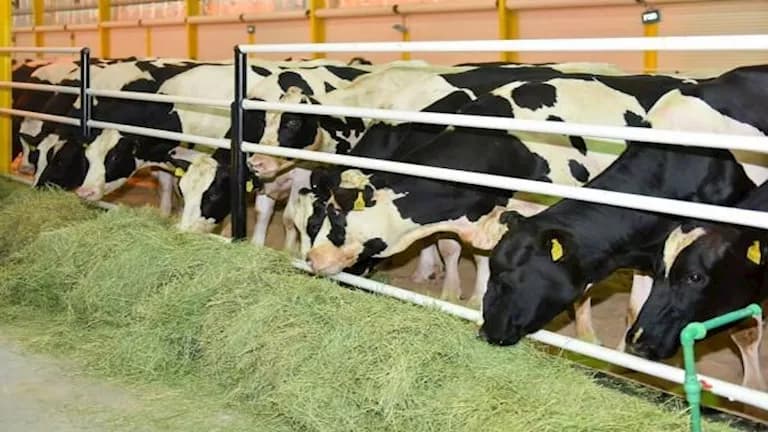Cold and humidity lower livestock productivity