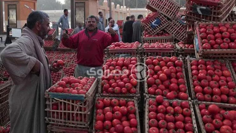 Hatem Al-Najeeb Affirms Stable Tomato Prices