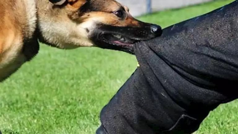 Rabid dog causes panic in Kafr Abraash