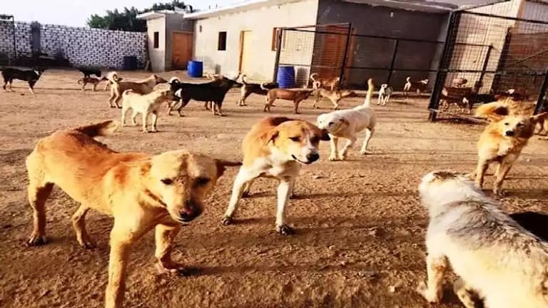 Sohag Acts to Control Stray Dogs