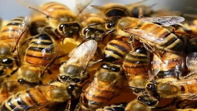 هجوم نحل على طفلة بالبرازيل