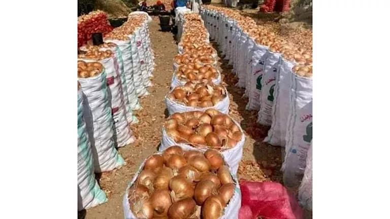 ارتفاع أسعار البصل وتوضيح الأسباب
