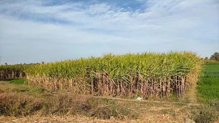 Agriculture clarifies sugarcane yield reduction