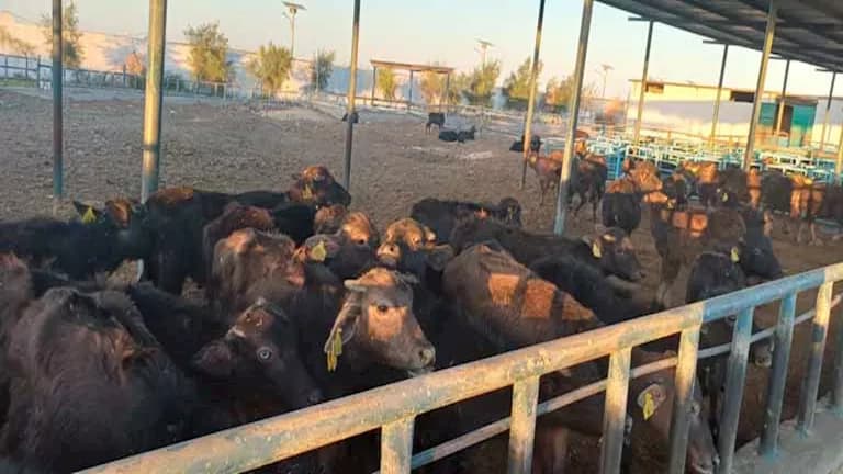نقيب البيطريين يوضح نظام التقسيط للعيادات المتنقلة