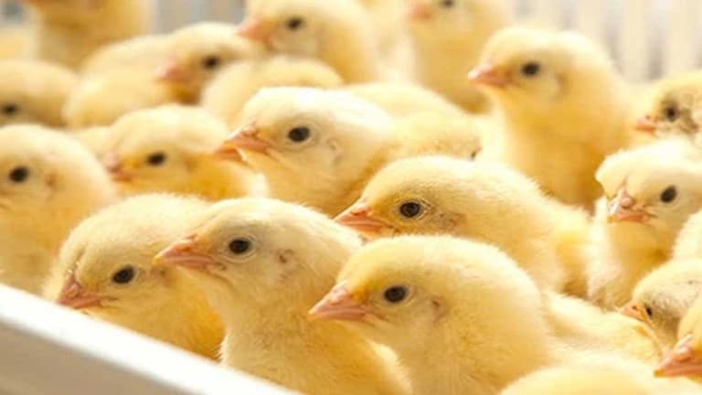 Poultry Producer: Higher Chicks Cost