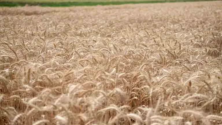 Climate Chief Warns on Wheat Sowing Time