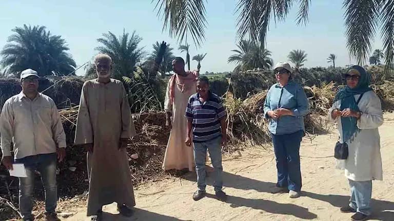 الزراعة في الأقصر تواجه هجمات الفئران