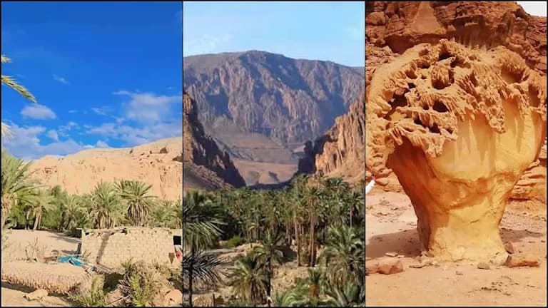 واحة عين خضرة بنويبع بين المياه والنخيل