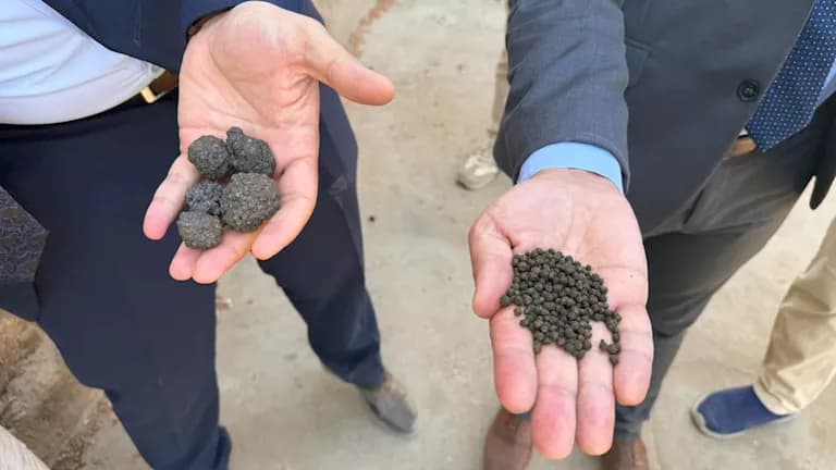 Adulterated Black Pepper in Beni Suef