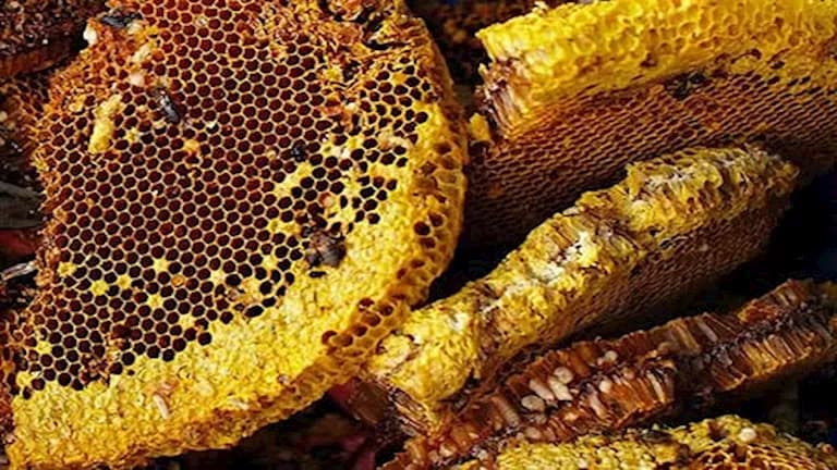خلية نحل ضخمة فوق مطبخ لشاب لسنوات