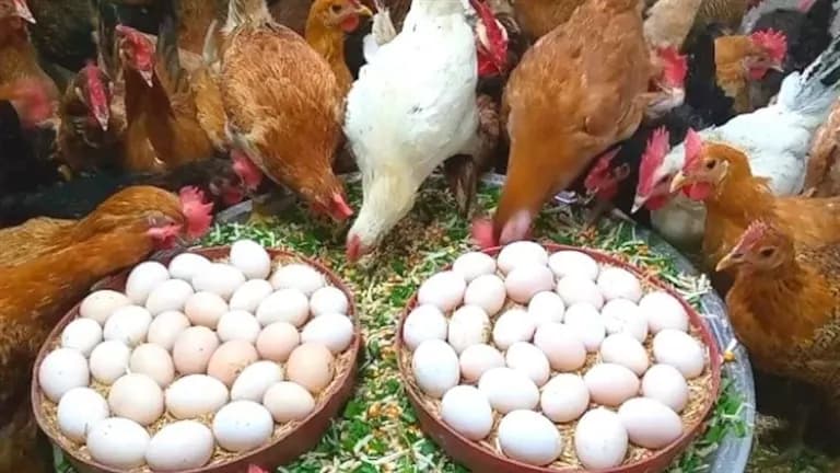 Poultry Down, Eggs Up