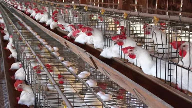 Poultry and egg prices climb today
