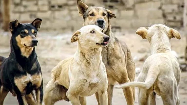 Agriculture Ministry Implements Legal Measures for Violators: Ban on Associations and Individuals Transferring Street Animals Without Approval