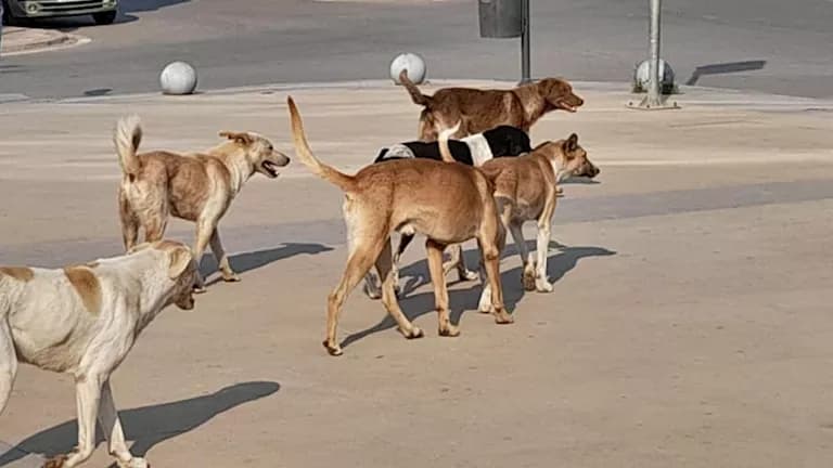 Next Tuesday: Urgent veterinary services meeting to implement national plan for managing street animals