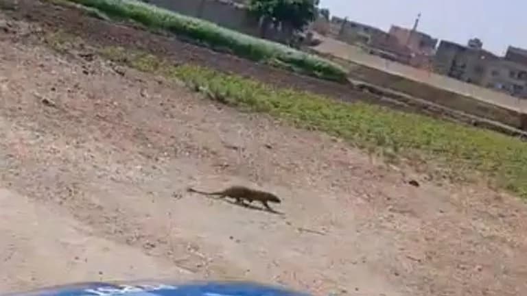 هل ظهور النمس يشكل خطرًا؟ محافظة الفيوم تصدر بيانًا رسميًا