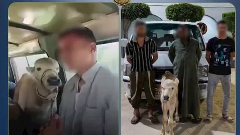 قانون قيادة سيارة مع بقرة (محام يوضح)