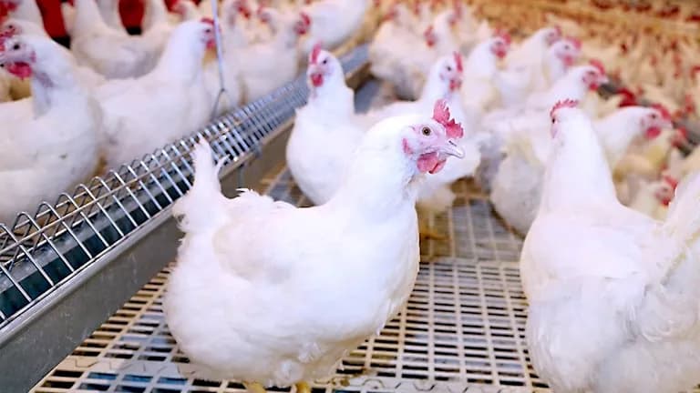 Chicken and egg prices fall today