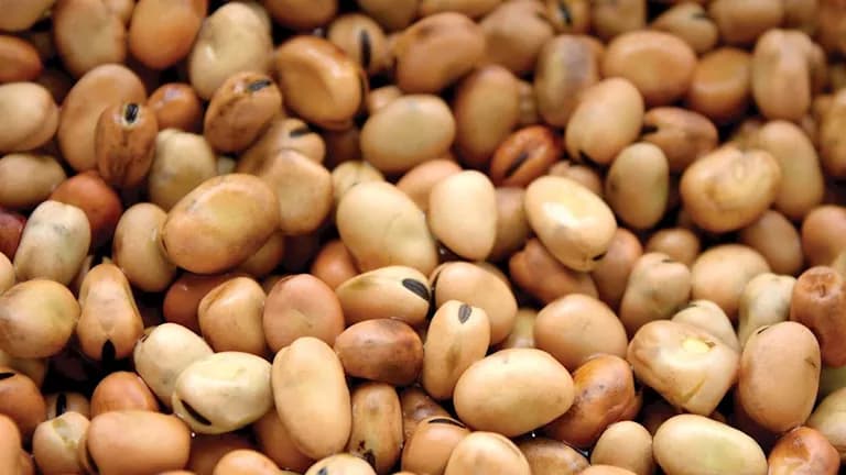 أسعار الفول والدقيق والزيت والدواجن ترتفع اليوم