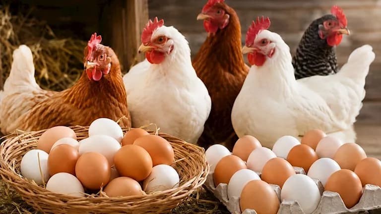 Market heats up with poultry rise and egg drop