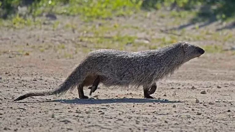 Egyptian mongoose's role and risks
