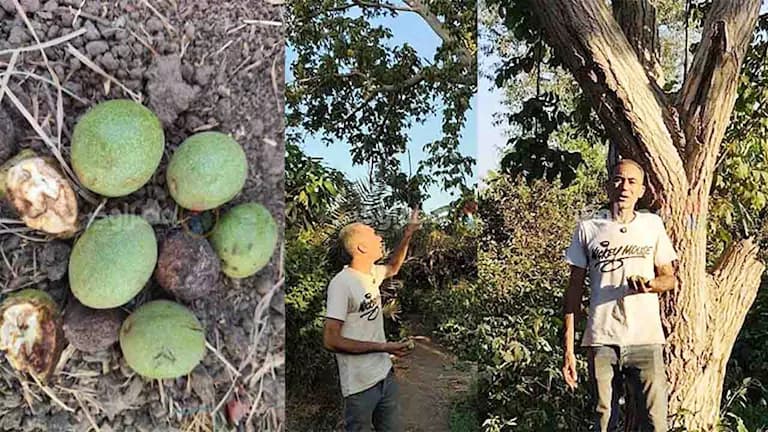 Al-Sharqiyah farm yields 500kg from one tree