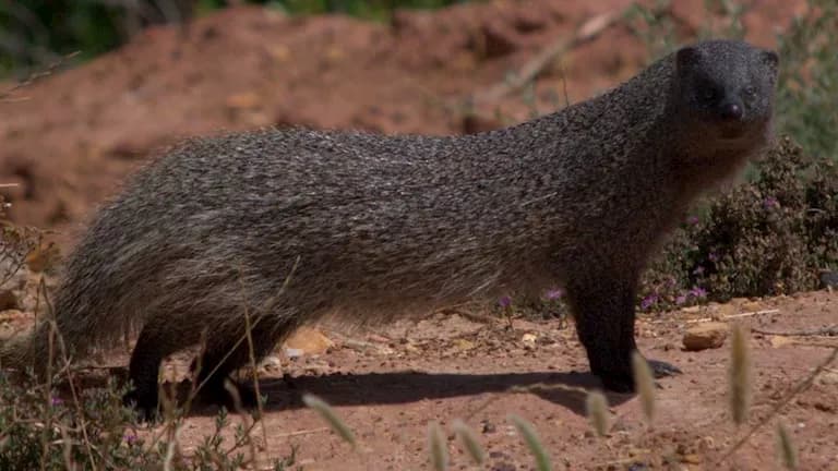 Expert: Egyptian mongoose activity drops in September
