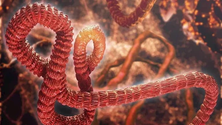 Ebola Outbreak Becomes Deadliest in Congo