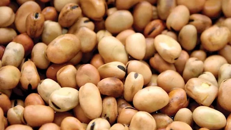 تراجع أسعار الفول والزيت والسكر واللحوم