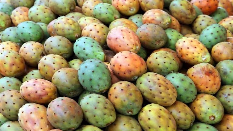 Prickly Pear Harvest in Minya