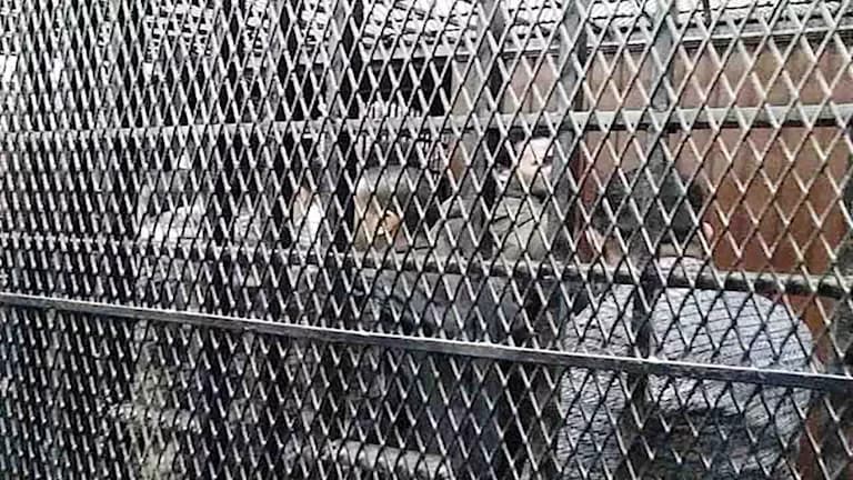 Weapons found in Sedfa house; worker jailed in Assiut
