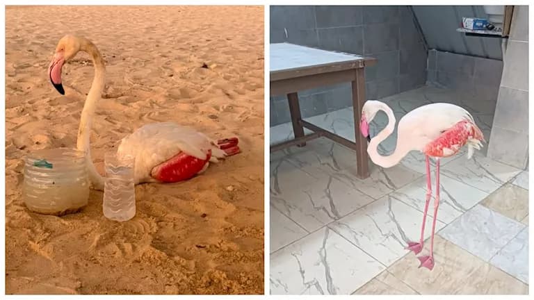 White flamingo in glass enclosure on North Coast