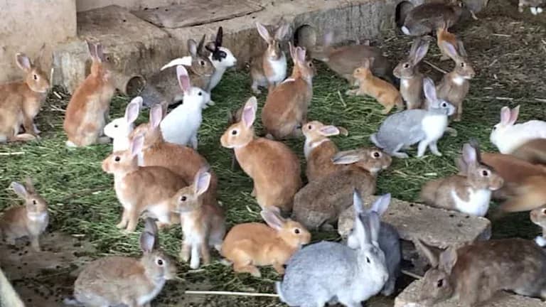 Rabbit breeders pause for 3 months