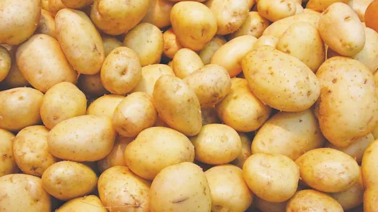 Official Targets 488,000 Feddans for Winter Potatoes