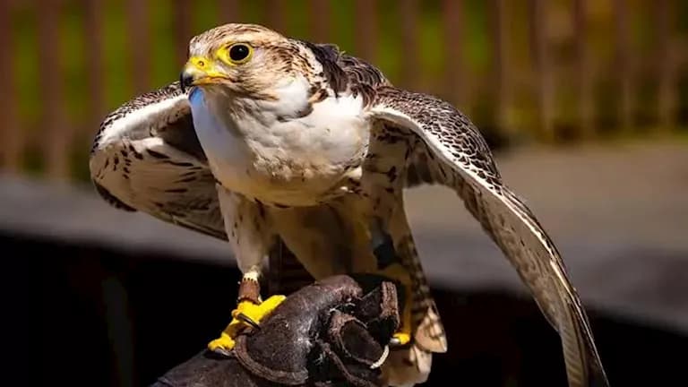 Most costly falcon at Riyadh 2026 auction