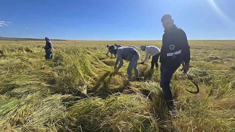 Egypt highlights rice farming and urges African collaboration